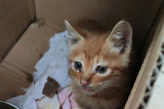 猫丢了会想主人吗