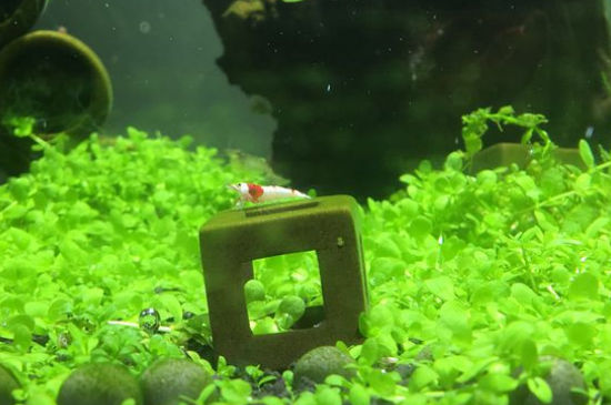 水晶虾怎么调节水质
