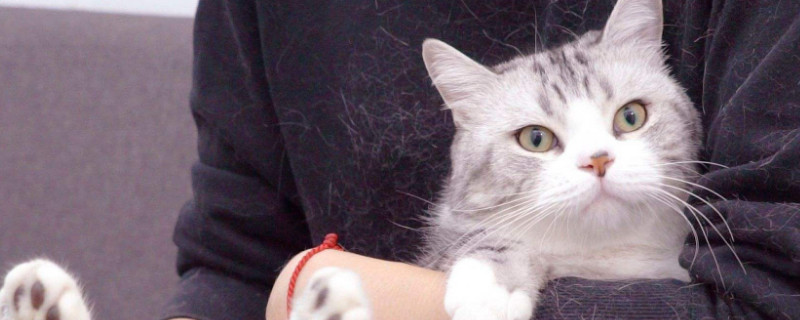 怎么抓猫不会被咬