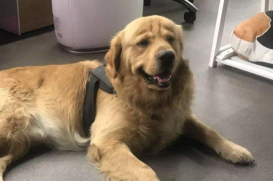 幼犬咬伤会得狂犬病吗，一般不会但最好还是去打疫苗
