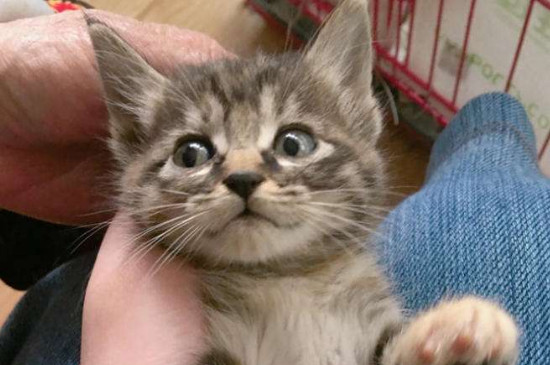 小土猫需要打疫苗吗
