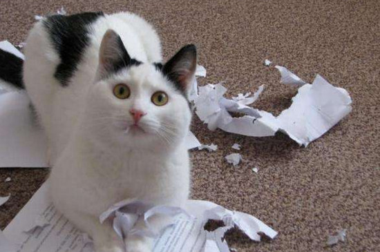 猫为什么养不出感情