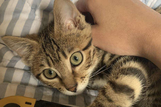 猫拉稀怎么办精神很好