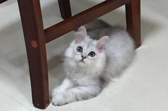 金吉拉猫缺点