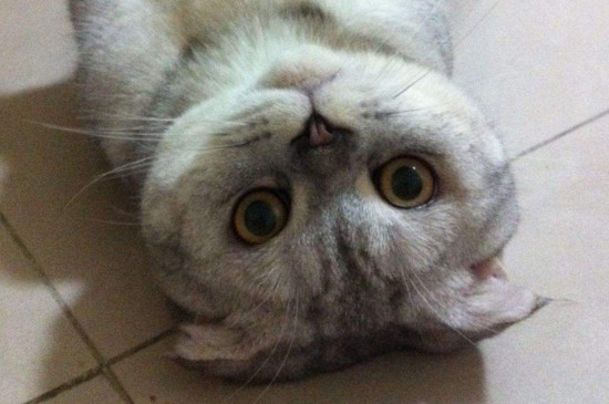猫鼻头干燥