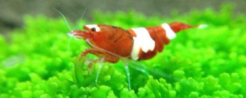水晶虾抱卵用隔离吗