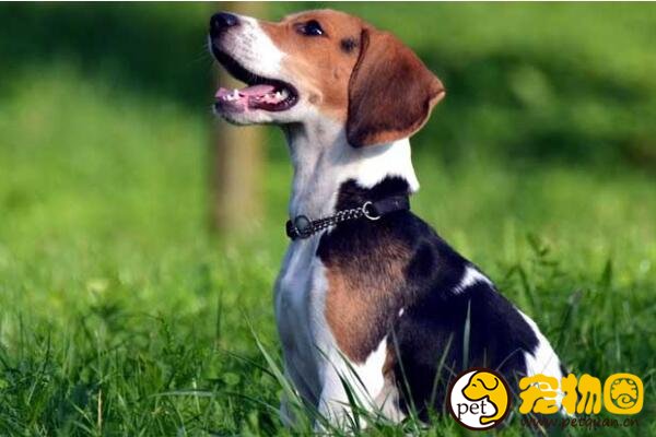 哈利犬是小型犬里的长寿老人，平均寿命长达20年