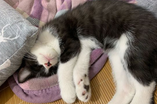 猫疥螨和猫癣的区别