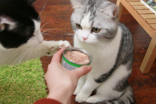 猫换环境不吃东西怎么办