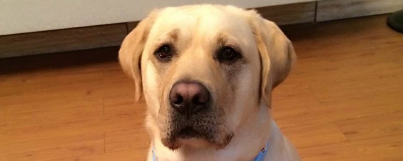 狗狗能吃饭吗