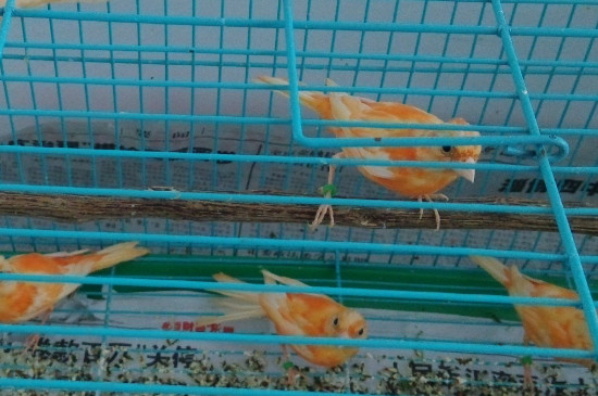 母芙蓉鸟下蛋前表现
