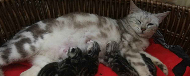 母猫产后出血几天正常