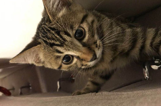 狸花猫上品怎么判断