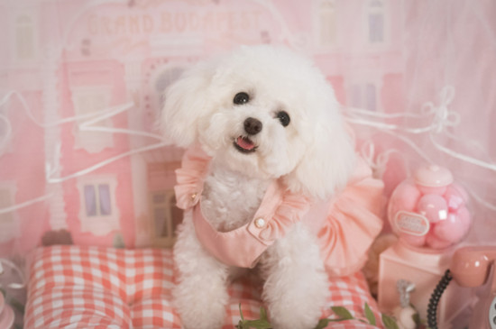 养泰迪犬对人的危害