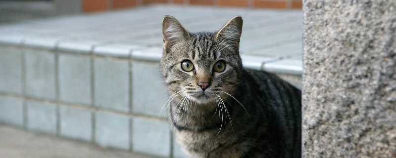 猫离家出走回来几率