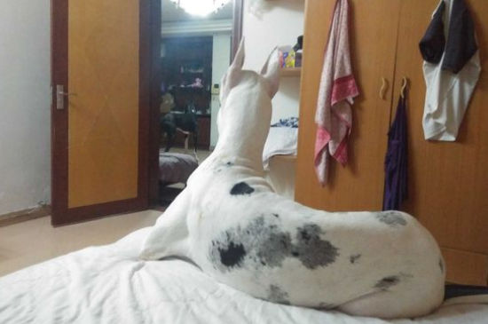 大丹犬可以当护卫犬吗