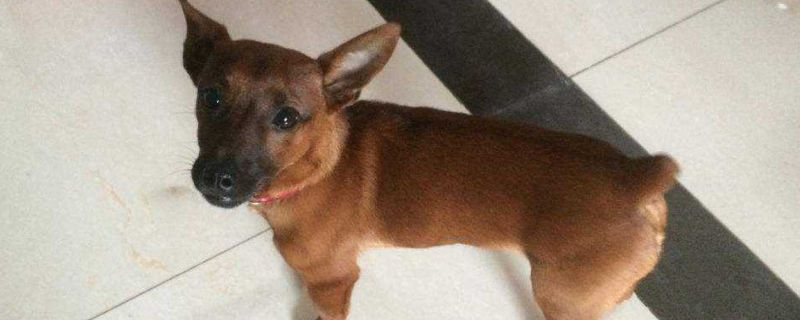 小鹿犬大便干怎么办