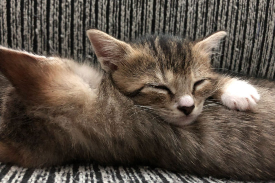 猫咪有黑色鼻屎正常吗