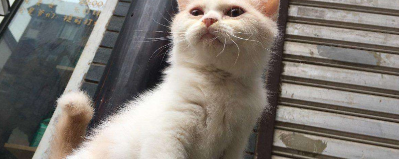 猫拉乳白色粪便