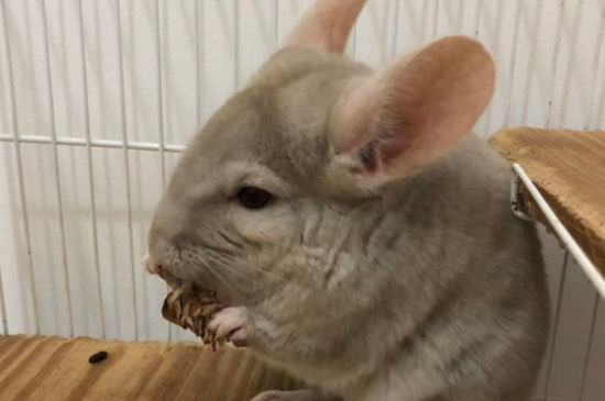 养龙猫对人身体有害吗