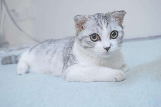 猫比赛比什么