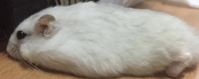 仓鼠认可主人需要多久
