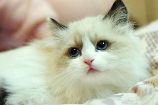 猫抑郁不吃不喝怎么办