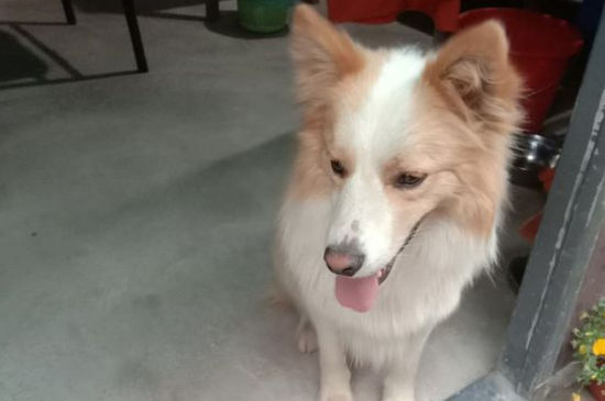 狂犬疫苗每年都要打吗，狗几年打一次狂犬疫苗