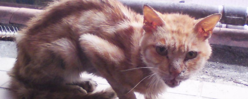 猫咪轻咬主人啥意思
