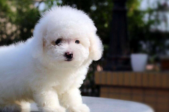 卷毛比熊犬吃什么最好