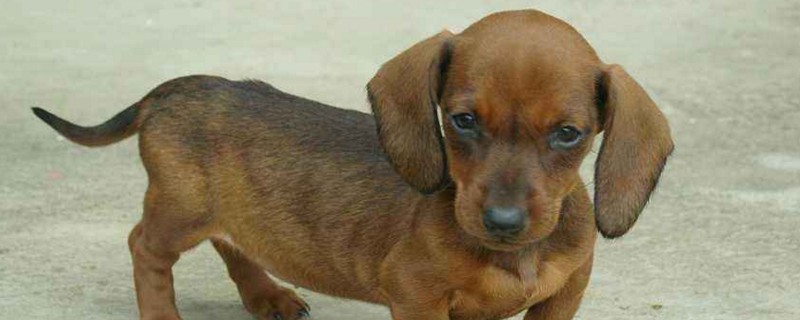 腊肠犬的优点和缺点