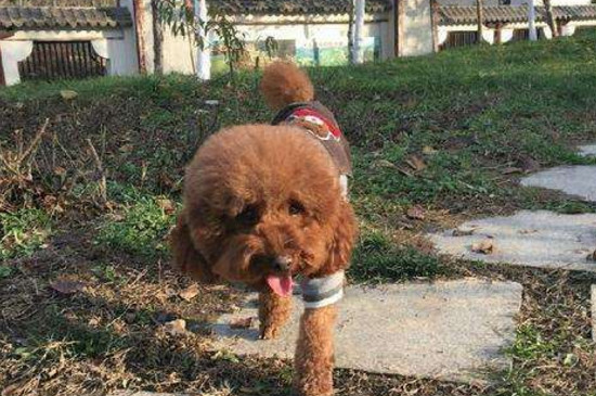 贵宾犬去世前的症状
