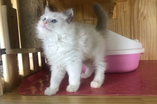 猫用头蹭人还咕噜咕噜
