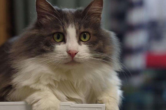 大猫为何怕新来的小猫