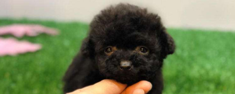 茶杯犬10元是真的吗，有没有10元的茶杯犬