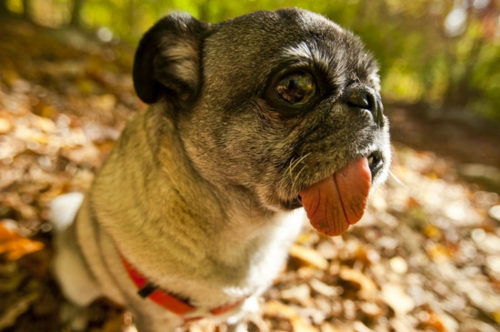 养巴哥犬对人的好处