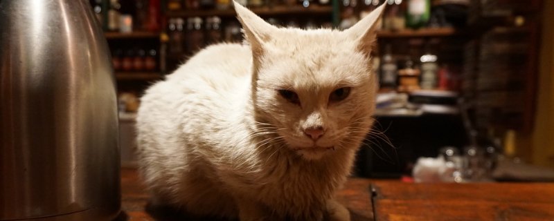 猫能喝小米粥吗