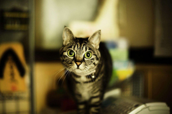 猫咪突然在屋里消失了