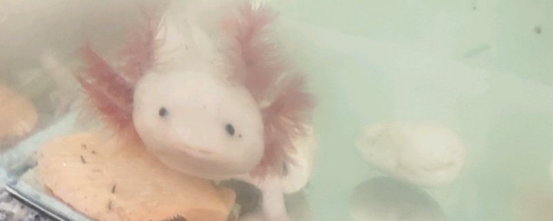六角龙鱼会不会咬人