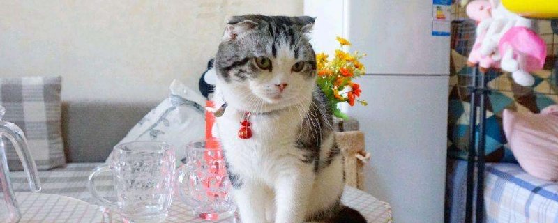 半折耳猫咪会发病吗