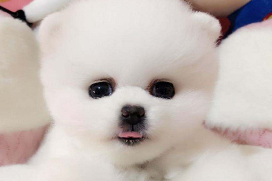博美幼犬感冒了怎么办，注意保暖及时喂药并尽早就医