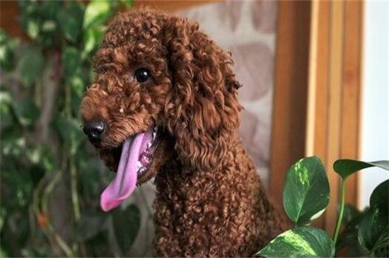 泰迪犬拉稀怎么办，注意保暖少量多餐并及时驱虫