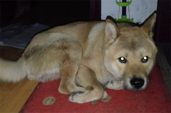 狗狗睡觉突然抽泣是怎么回事
