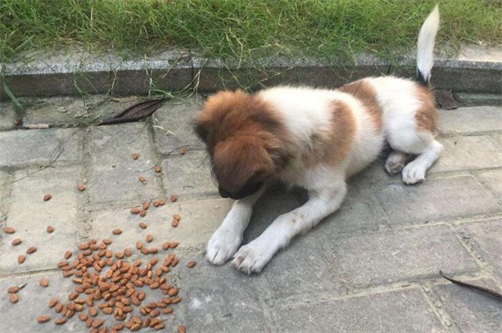 狗粮是干吃还是泡着吃