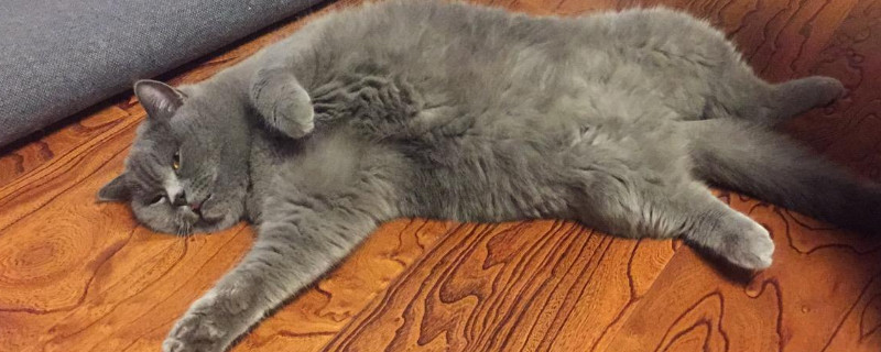 怎么判断公猫绝育不彻底
