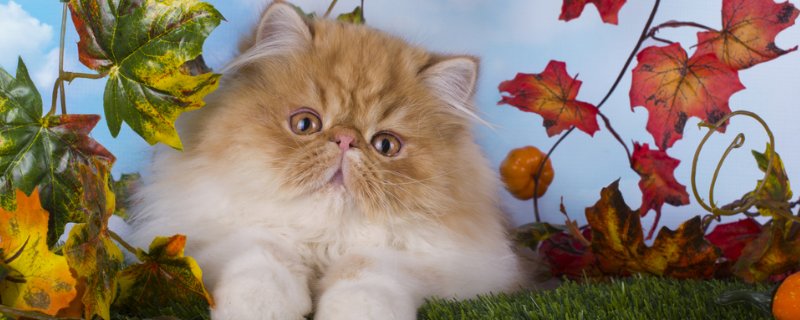 波斯猫的快乐是什么，波斯猫怎么样才会快乐