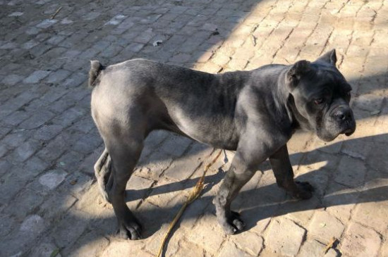 十大猛犬排行榜，全球十大凶犬排名