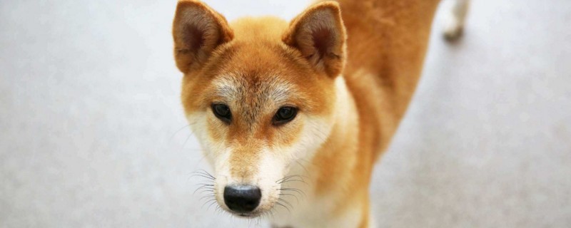不养日本柴犬的理由