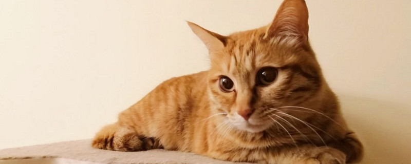 橘猫为什么那么凶