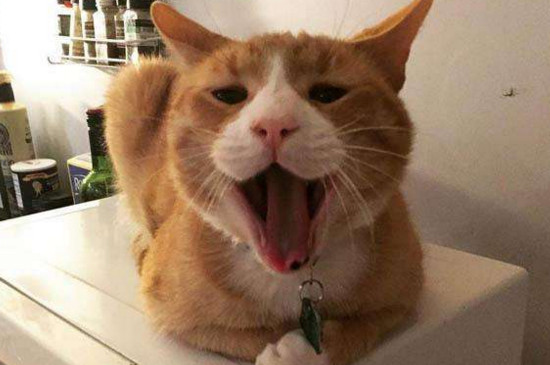 母橘猫为什么突然暴瘦